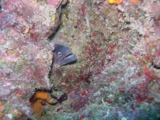  Moray Eel Overlooking 